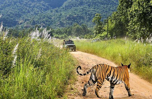 Viratnagar Resort | 42 m² Resort ∙ 5 guests