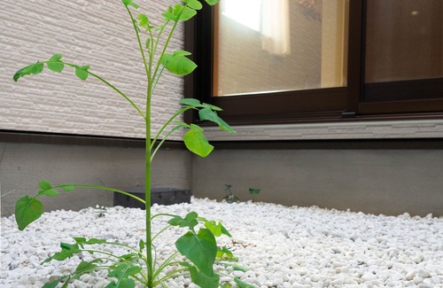 Nishinari House | HANASTAY SYAKUHACHI 1F NEW Open /43 sqm /Tatami /High Speed WIFI