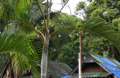 Ko Chang Ski Chalet | บ้านตำหนักช้าง