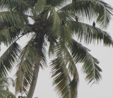 Kumarakom House | Backwater Breeze