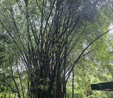 Kunnathidavaka Cabin | Bamboo house