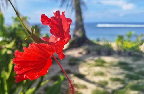 San Isidro Hotel | Bamboo Surf Beach