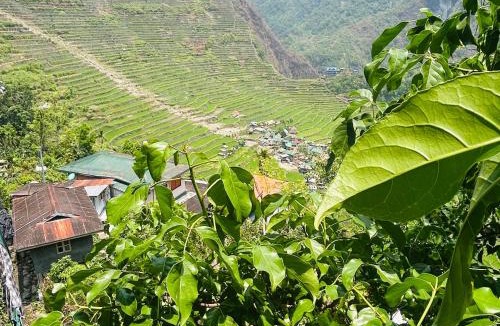Batad House | Batad Pension and Restaurant Native House