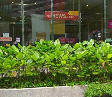 Kuala Lumpur City Centre Apartment | Binjai 8 Service Suites KLCC