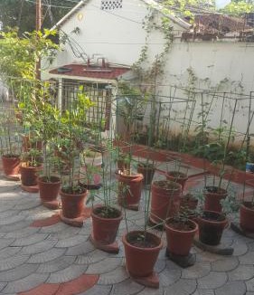 Fort Kochi House | Birds Nest Home Stay