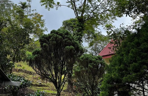 Kuttikkanam Cottage | Cozy plantation estate cottage/bunglaow