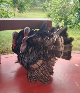 Jhargram Resort | Dulung Bari Resort by Six Seasons Celebrations