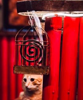 Lazi House | Firefly Treehouse Cafe and Bar