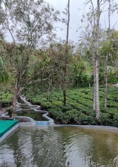 Pirmed House | Four Winds Plantation Homestay Approved by Dept of Tourism Govt of Kerala