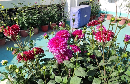 Gomti Nagar Villa | Fully Furnished 1BHK, Unit SA2 for families - room, lobby, kitchen, bathroom