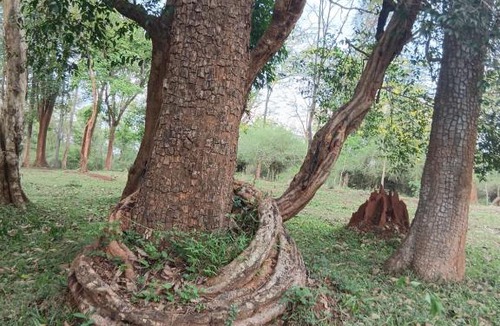 Sulthan Bathery Hotel | Green Heaven Kuruva Wayanad