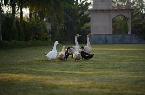 Chittorgarh Hotel | Kesar Bagh Palace Chittorgarh