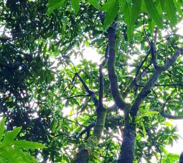 Hireguthi House | Mangrove Ecostay