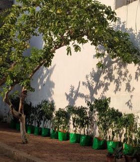 Darbhanga Villa | Peace in city, home of greenary Grand Journey Venue