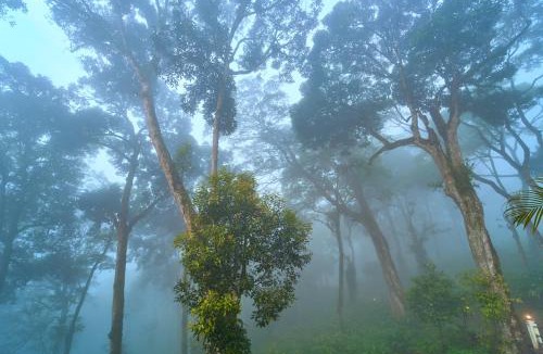 Udumbanchola House | The Yela Munnar by VOYE HOMES , Nestled in Cardamom Plantation