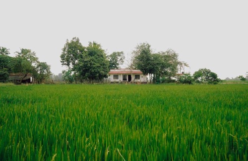 Alappuzha House | VayalMonk - Alleppey Island Isolated Villa resort