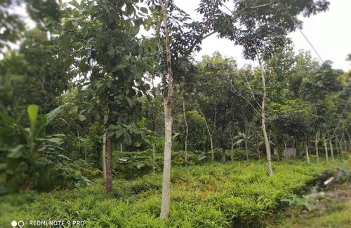Sulthan Bathery House | White Rose Homestay wayanad Private Pool Willa