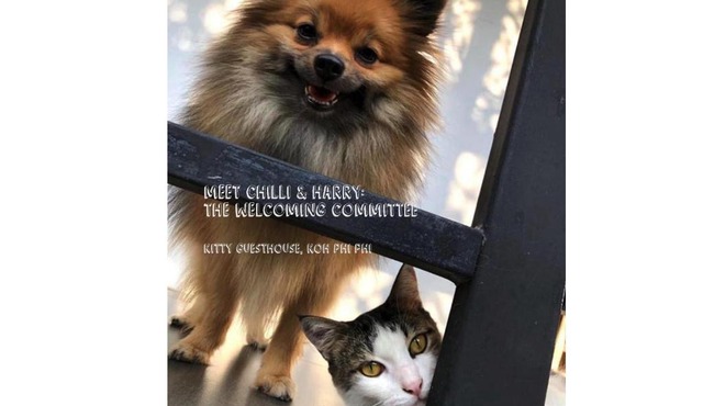 Kitty Guesthouse