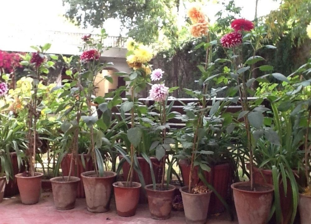 Photo of Patio Balcony in Bani Park