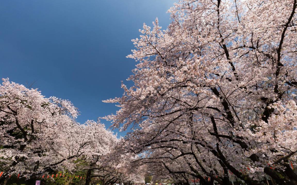 Photo of Others in Kitaotsuka