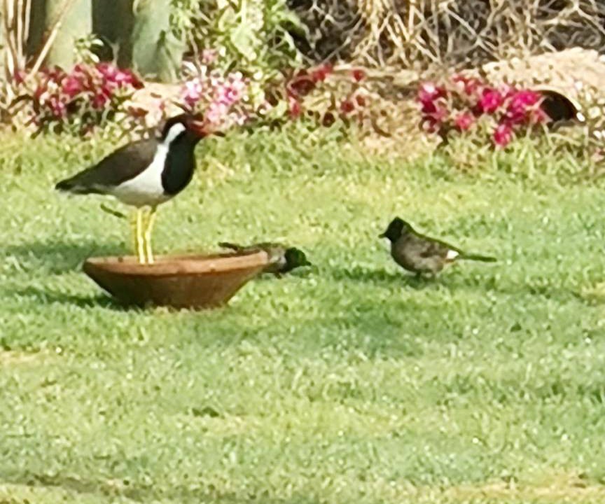 Photo of Others in Rajawas