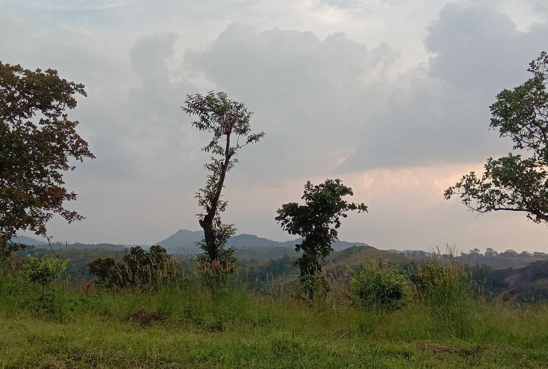 Photo of Others in Todupulai