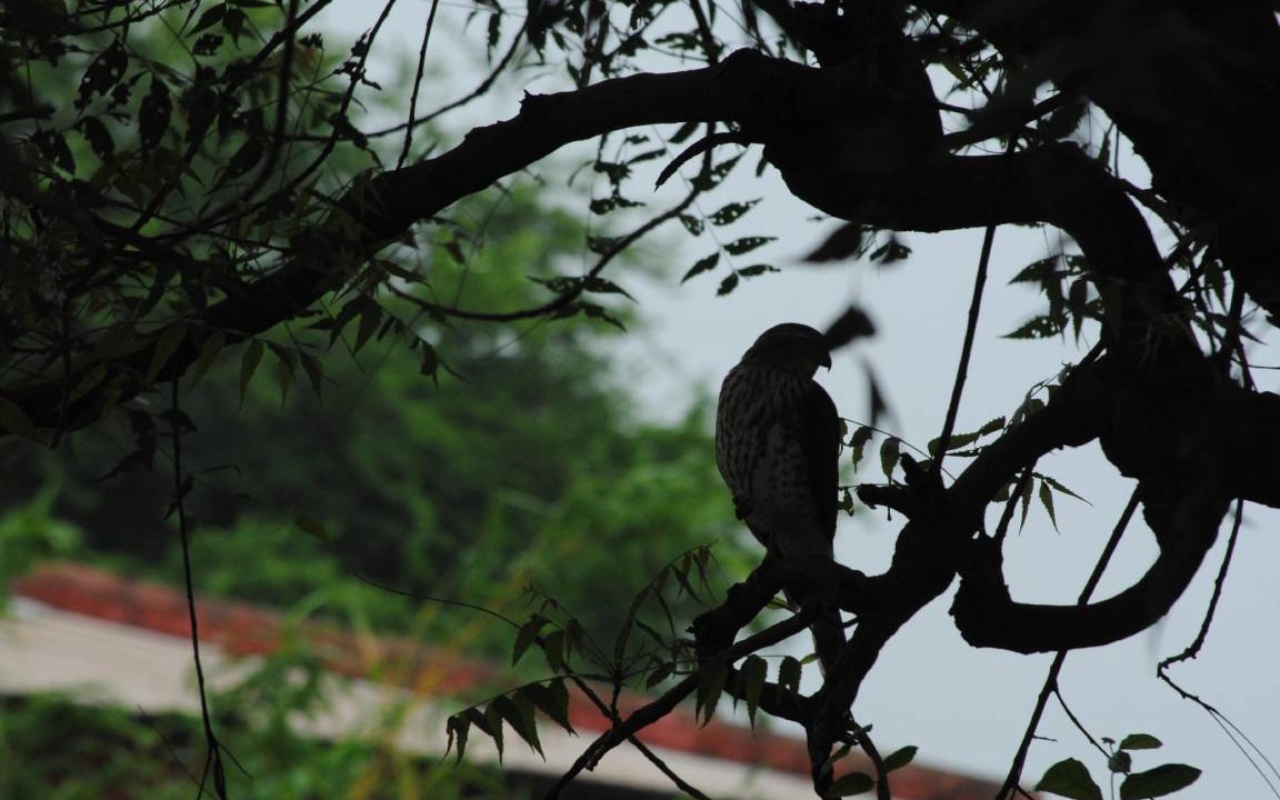 Photo of Others in Palanpur