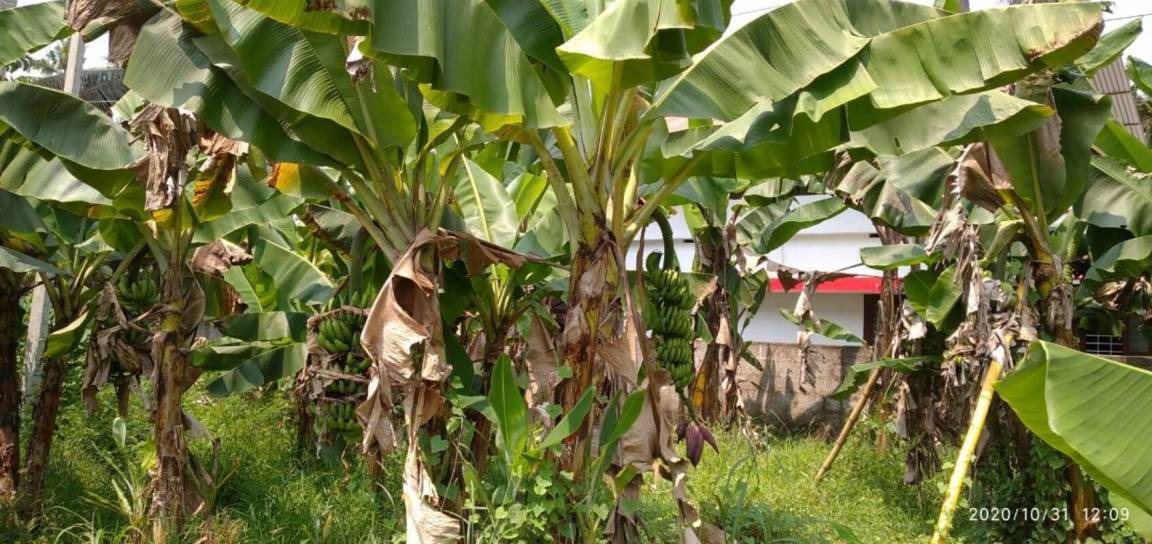 Photo of Outdoor in Paravur