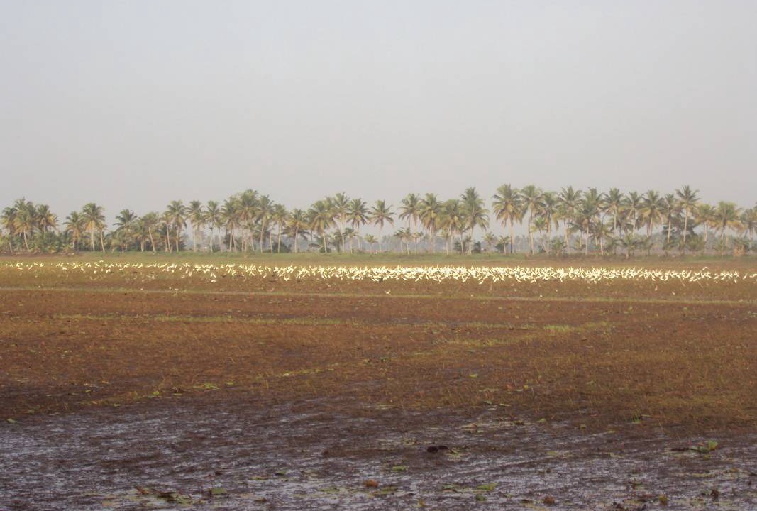 Photo of Others in Onamthuruth