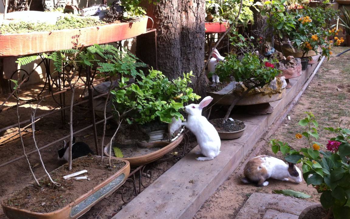 Photo of Others in Bani Park