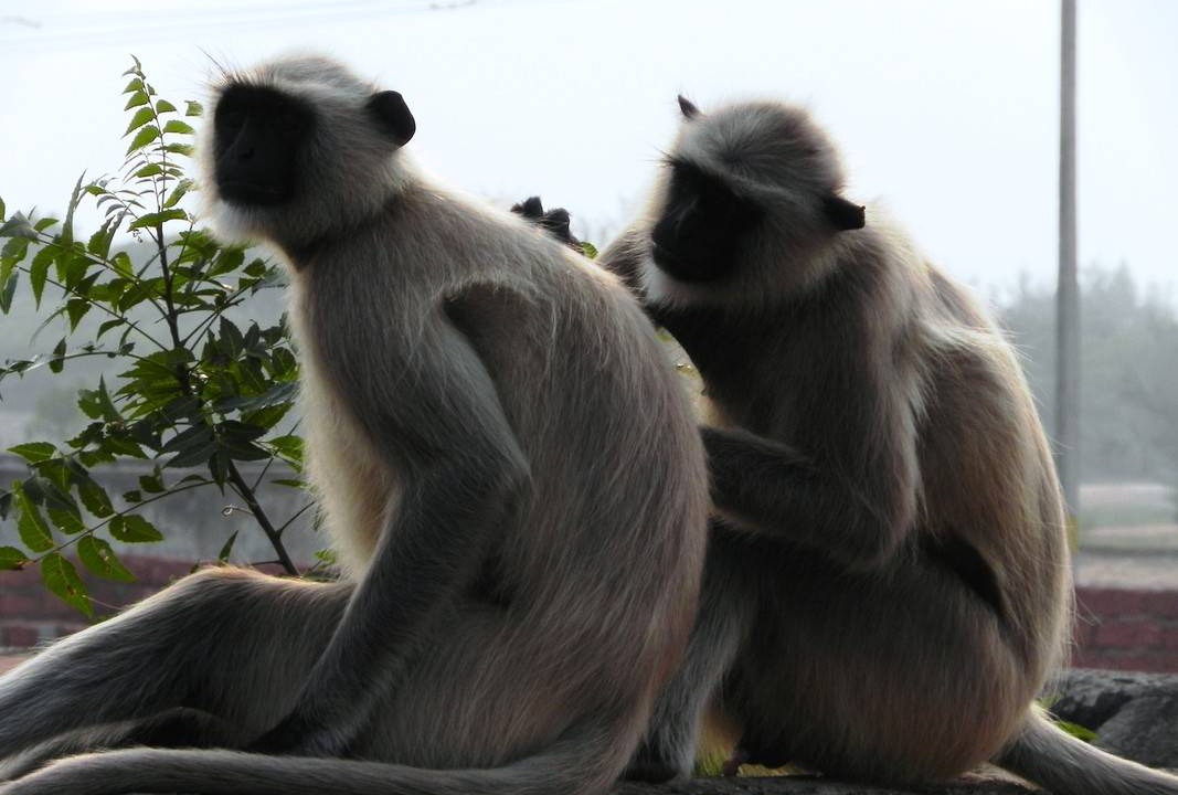 Photo of Others in Cuttack
