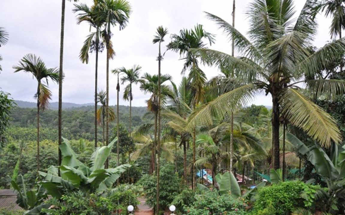 Photo of Others in Mananthavady