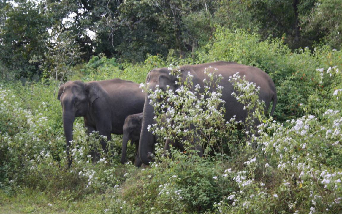 Photo of Others in Mananthavady