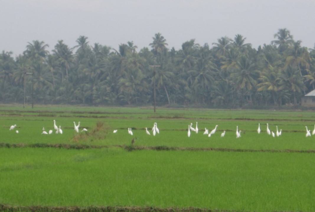 Photo of Others in Kumarakom