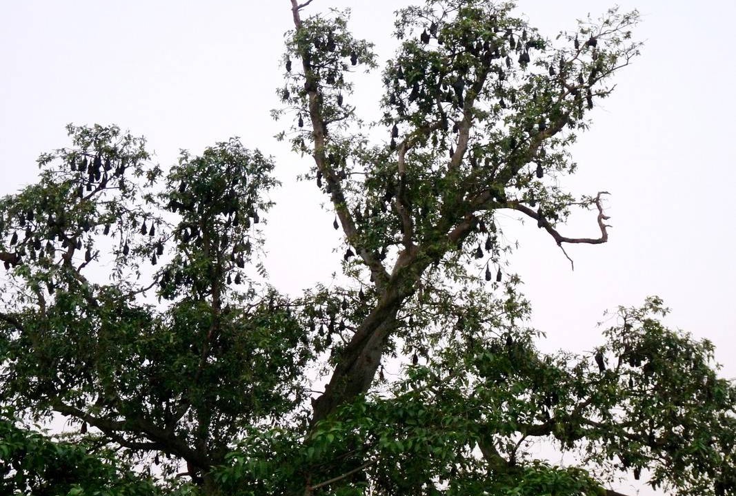 Photo of Others in Cuttack