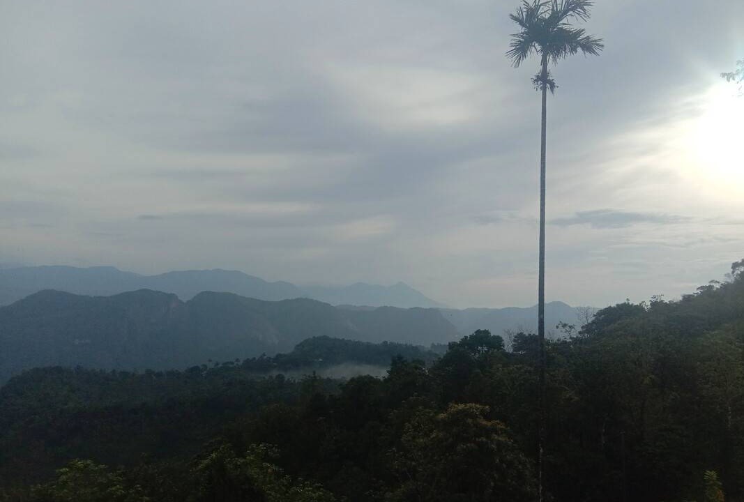 Photo of Others in Todupulai