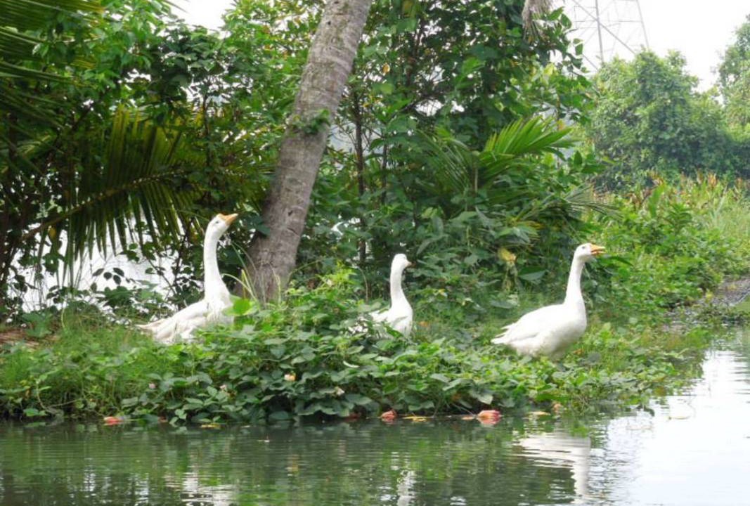 Photo of Others in Kumbalam