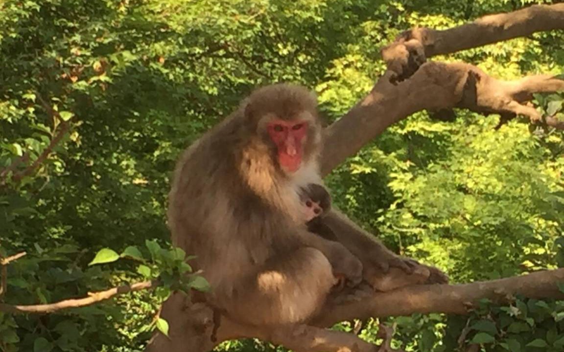 Photo of Others in Nishikyo
