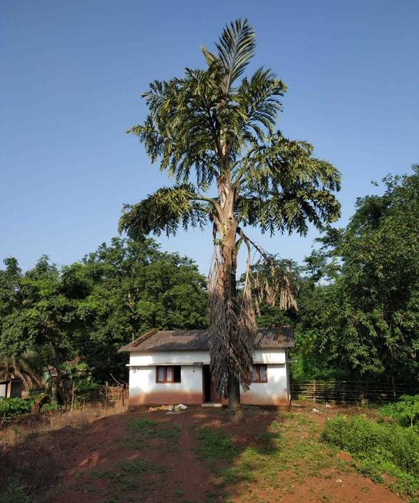 Photo of Others in Chhotekawali