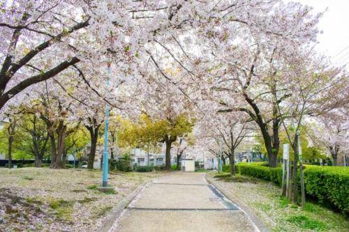 Photo of Others in Sumiyoshi