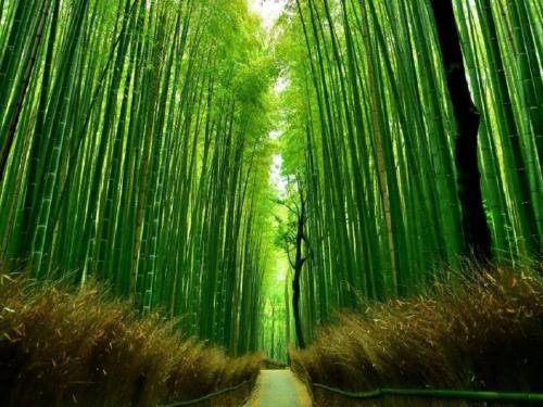 Photo of Others in Shimogyo