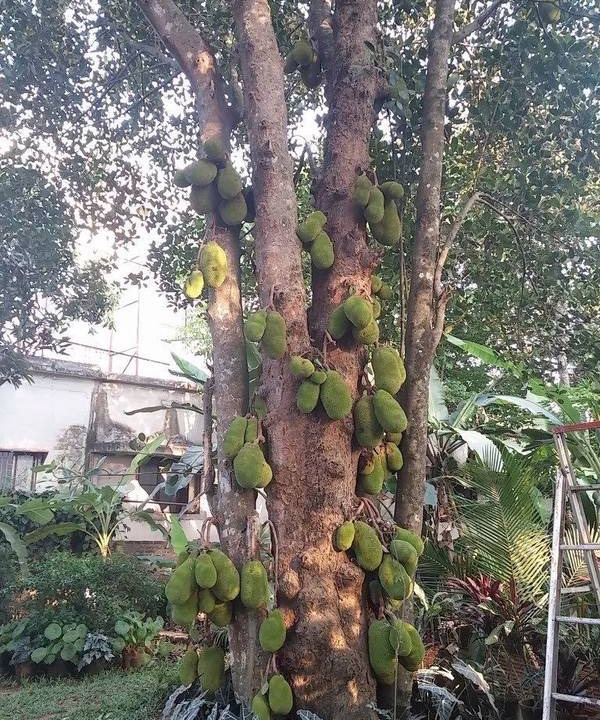 Photo of Outdoor in Changanacherry