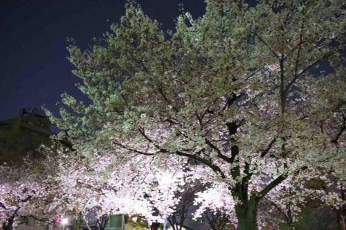 Photo of Others in Sumiyoshi