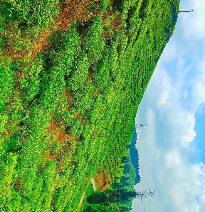 Photo of Others in Mirik