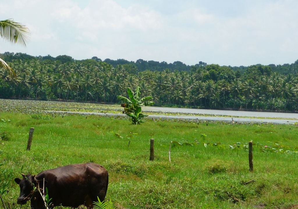 Photo of Outdoor in Venganoor