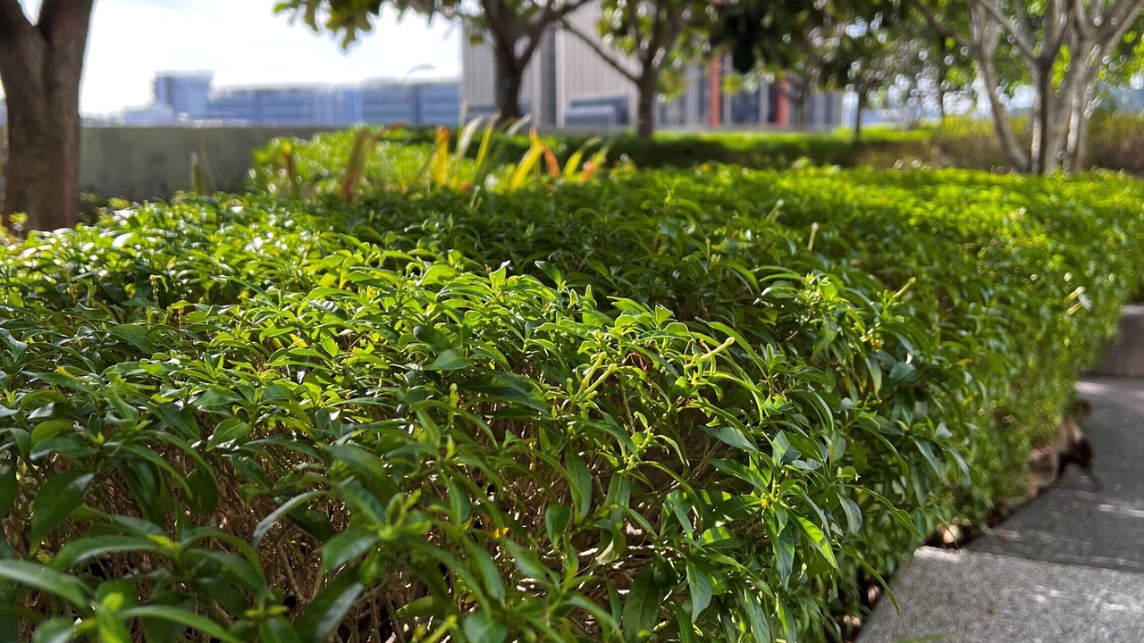 Photo of Outdoor in Putrajaya