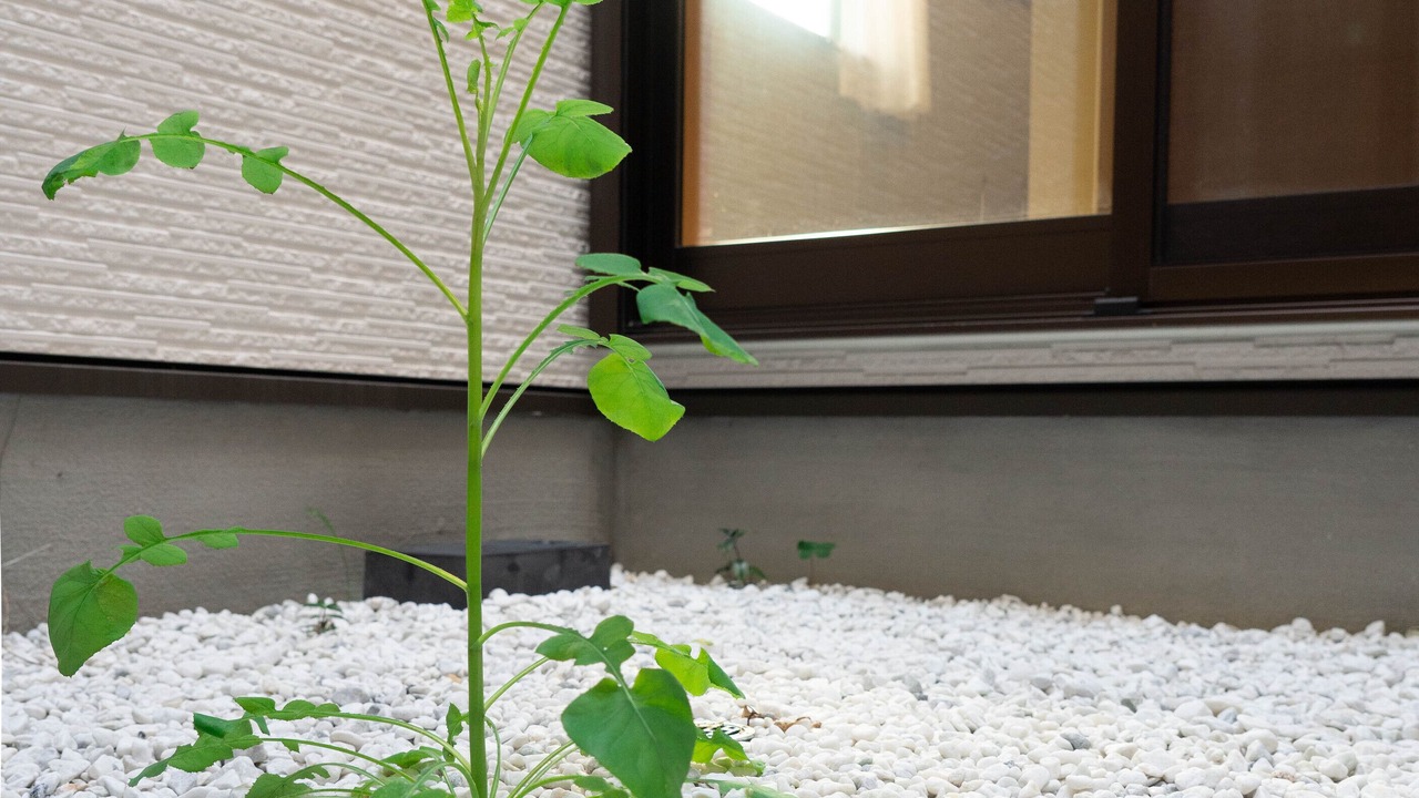 Photo of Outdoor in Nishinari