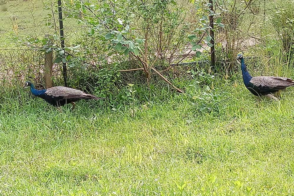 Photo of Outdoor in Naduvattam