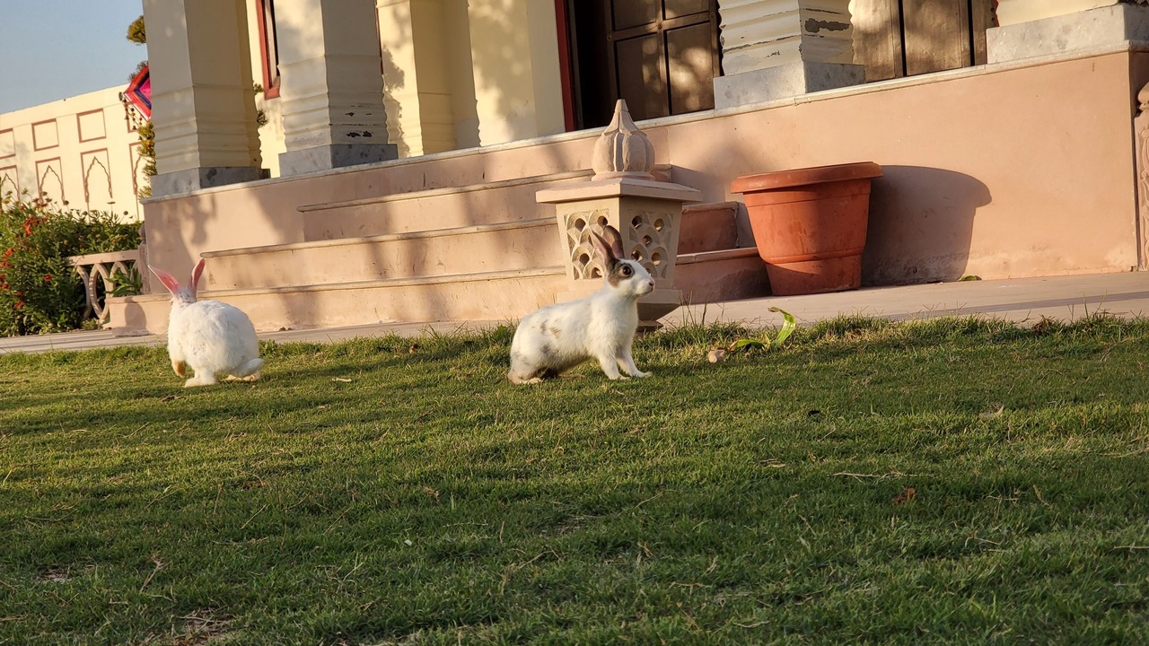 Photo of Others in Bharatpur