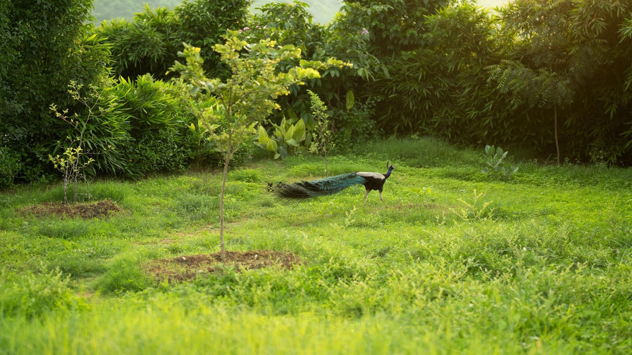 Photo of Outdoor in Talab